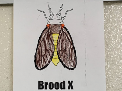 Photo of cicada drawing